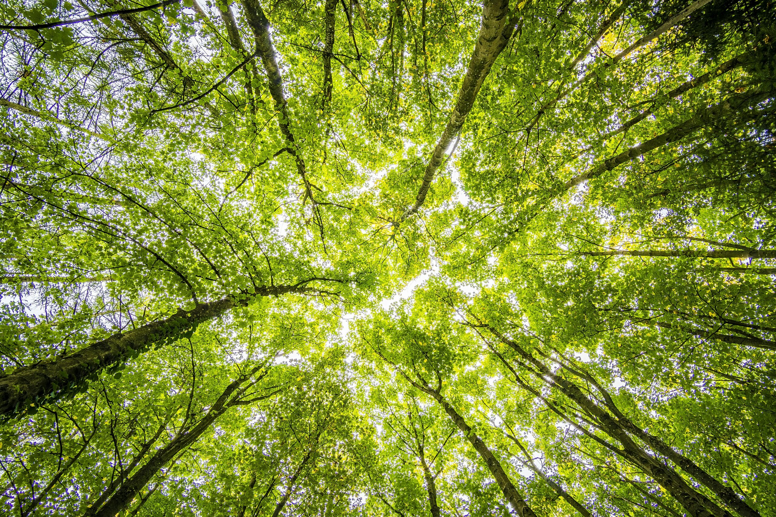 Miyawaki Forest, afforestation, climate change, pollution